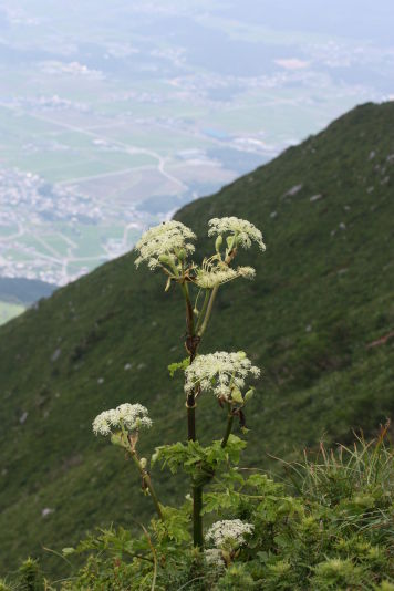 1811��������1