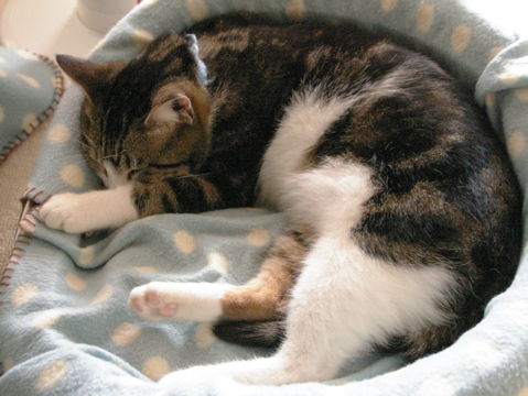 120203kabuo