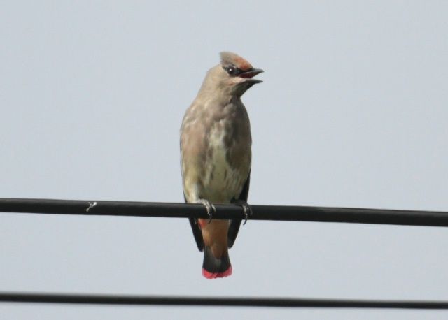 IMG_5836¥Ò¥ì¥ó¥¸¥ã¥¯ÍÄÄ»