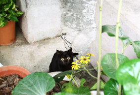 okinawa3