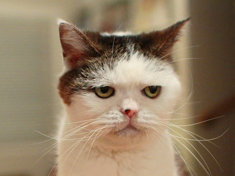 まこの佇まい : まこという名の不思議顔の猫