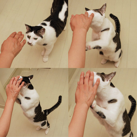 shirotaro