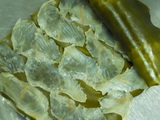 DSCN0009