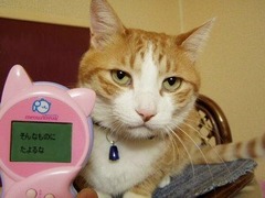 cat3