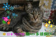 BlogPaint