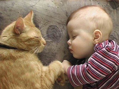 猫と赤ちゃん25