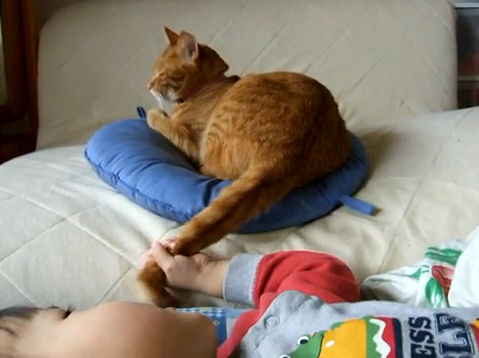 猫と赤ちゃん16