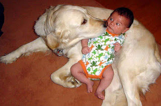 犬と赤ちゃん10