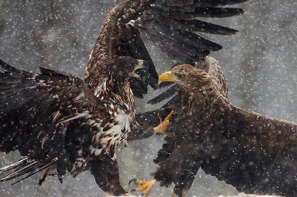 カッコイイ動物達の画像写真集 太い彗星のシニア