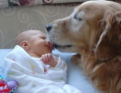 犬と赤ちゃん24