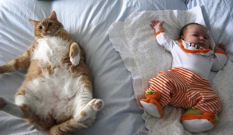 猫と赤ちゃん3