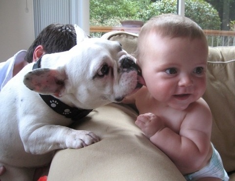 犬と赤ちゃん4