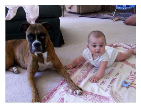 犬と赤ちゃん2