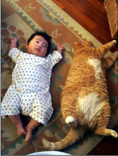 猫と赤ちゃん28