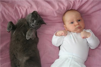 猫と赤ちゃん22