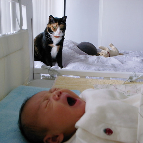 猫と赤ちゃん33