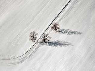 trees-road-latvia