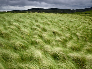 beach-grass-scotland
