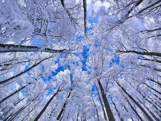 beech-forest-germany-snow
