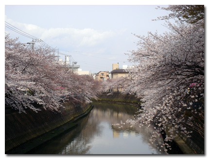 大岡川沿いの桜並木