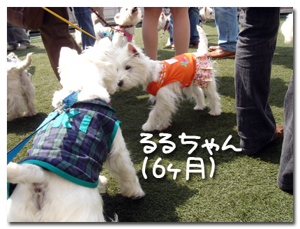 るるちゃんにちょっかい出すキキ
