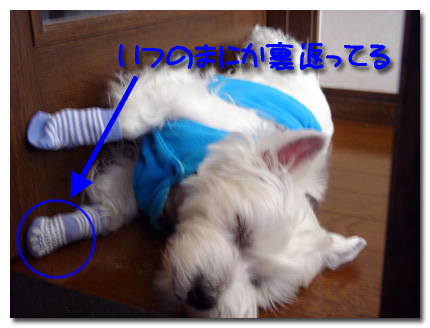 ドアにへばりついて寝る