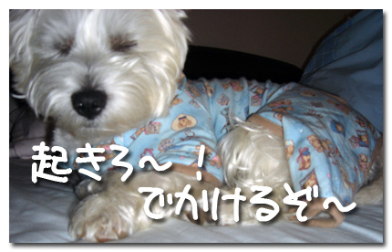 起きろー