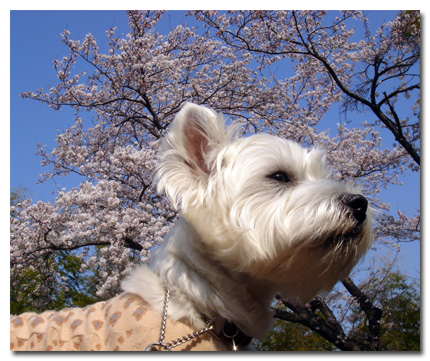 キキと桜