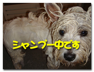 シャンプー中