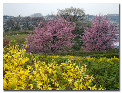 レンギョウとおかめ桜