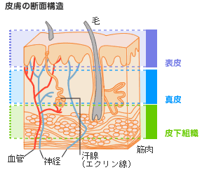 肌の構造