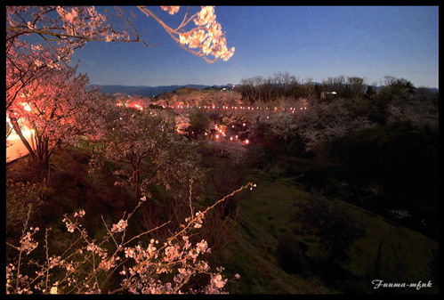 平草原公園の夜桜
