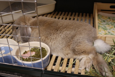 ケージでごろん