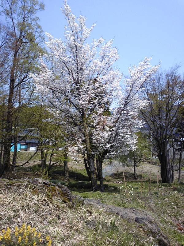 sakura200906018