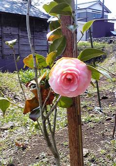sazanka200906016