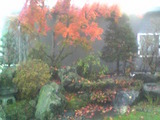 庭紅葉
