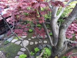5,29niwa