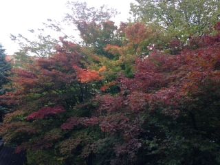 紅葉10月10日
