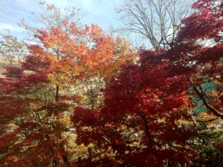 11年10月28日紅葉