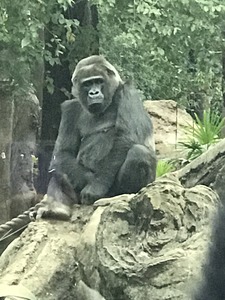 ゴリラ