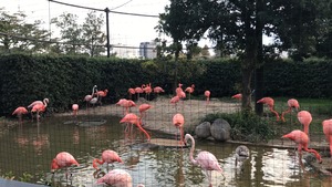 フラミンゴ