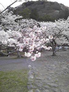 京都7