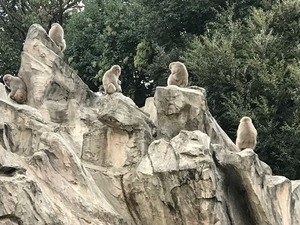 さる山