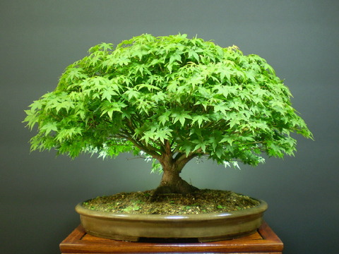 盆栽も担保にできないの