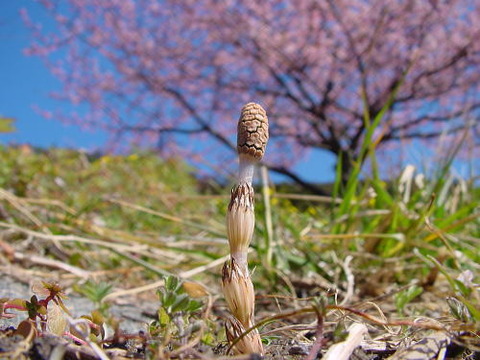 FXで大負けして雑草生活