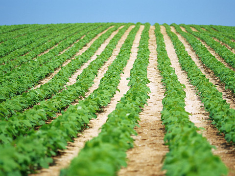 gc_gpa1Image20081226120127