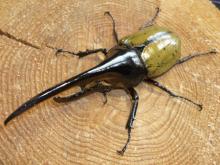 カブトムシ鑑定士