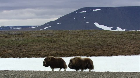 ロシアの土地を無償譲渡