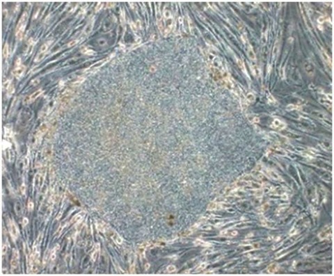 992871_152037921647151_151711515_n