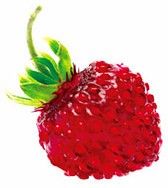 ワイルドベリー